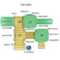 Burrow Structure - Natural Color Scheme - Top View