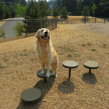 Agility Walk in Green
