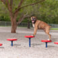Agility Walk in Red
