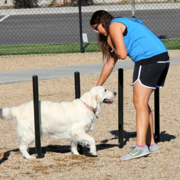 Great challenge for any size dog!