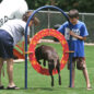 Adjustable Tire Jump is perfect for dogs of any size