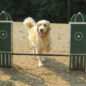 Dog-On-It Parks Adjustable Jump Bar is a favorite for all dogs