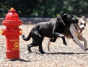 Fire Hydrant