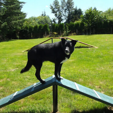 Corgi Climb in Green (also available in Red)
