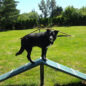 Dog-On-It Parks Corgi Climb