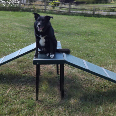 Dachshund Double Ramp in green