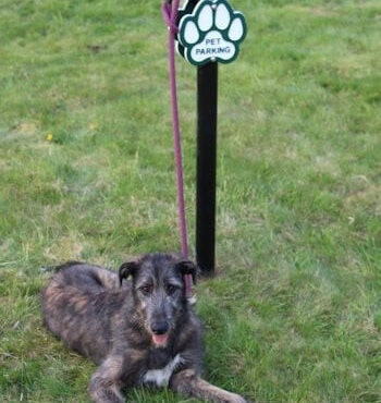 Dog-On-It Parks Poodle Parking Post is a great way to let customers know that your business if pet friendly
