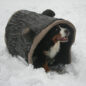 Dog Through the Log