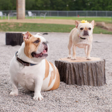 Dog-On-It Parks  Stump Jumps for dogs