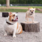 Dog-On-It Parks  Stump Jumps for dogs
