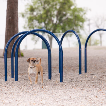 Dog Park Hound Hoops Set of 5
