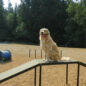 Dog Walk Ramp in Green