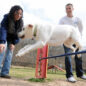 A great way to teach dogs to jump