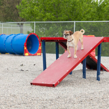 Dachshund Double Ramp in Red