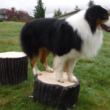 Authentic looking tree rings also provide traction.